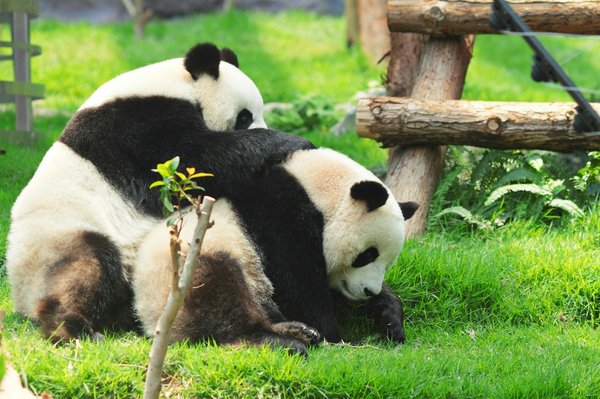 Quels sont les meilleurs sites pour observer les pandas en Chine?